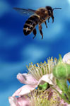 "Many believe that chemical pesticides and herbicides, which bees ingest during their daily pollination rounds, are largely to blame for the insects' mysterious disappearance. Other theories include the growth in pathogens brought on by global warming, and increases in atmospheric electromagnetic radiation resulting from growing numbers of cell phones and wireless communication towers." - Getty Images-