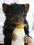 Tasmanian Devil